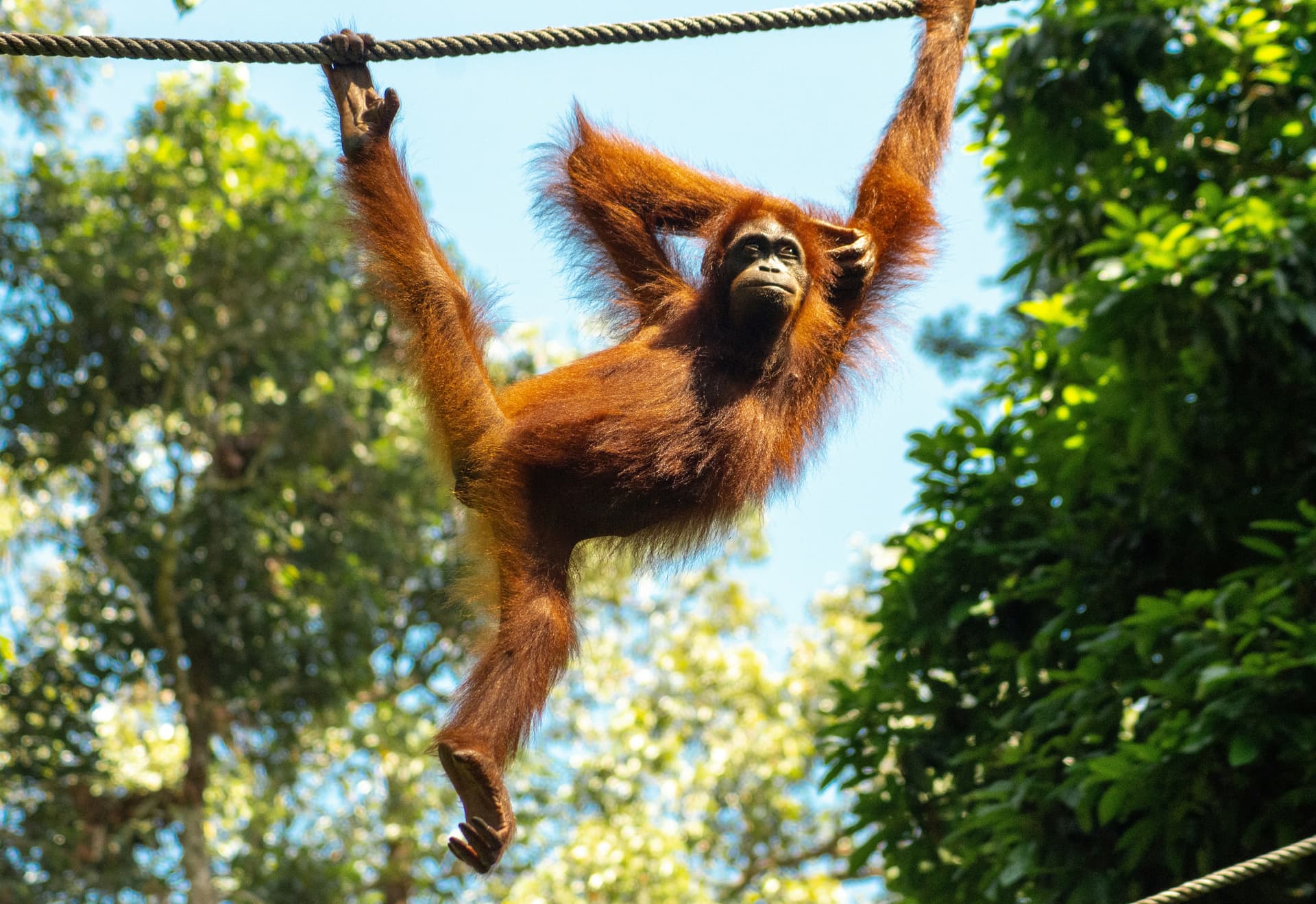 Orangutan colgando de un árbol