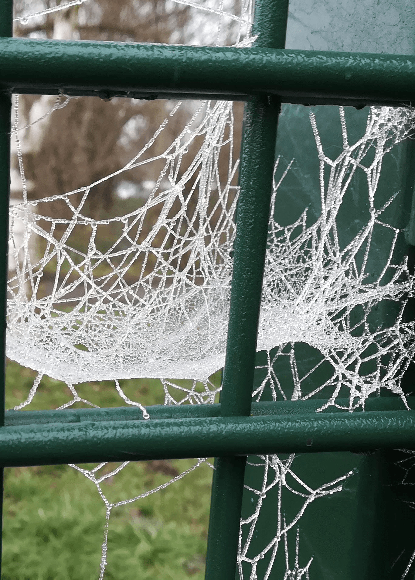 Tela de araña con gotas de rocío